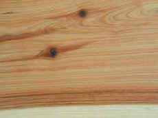 australian cypress.jpg (109014 bytes)