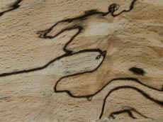 beech-spalted.jpg (122193 bytes)