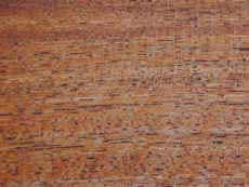 black mesquite.jpg (94197 bytes)
