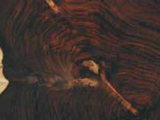 cocuswood-cross section.jpg (81866 bytes)