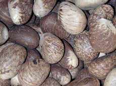 tagua nuts.jpg (203449 bytes)